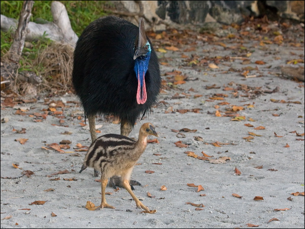 Southern Cassowary southern_cassowary_155605.psd