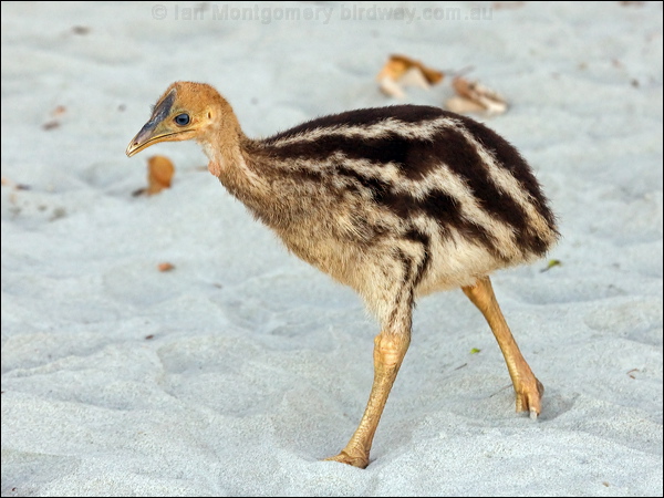 Southern Cassowary southern_cassowary_155618.psd