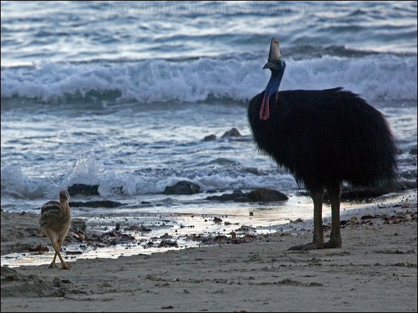 Southern Cassowary southern_cassowary_155651.psd