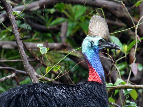 Southern Cassowary southern_cassowary_34389.psd
