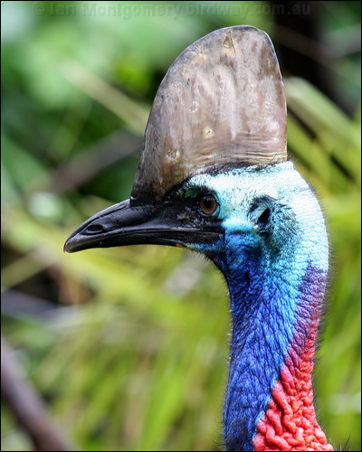 Southern Cassowary southern_cassowary_34405.psd