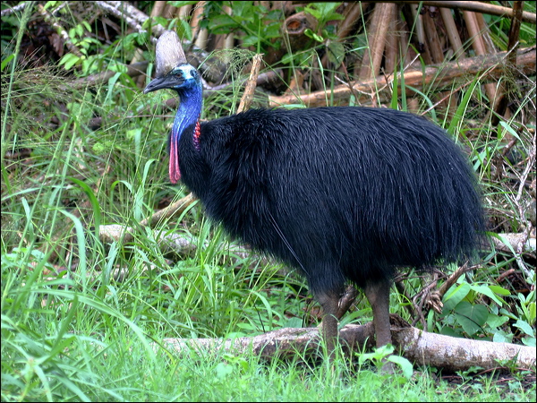 Southern Cassowary southern_cassowary_34446.psd