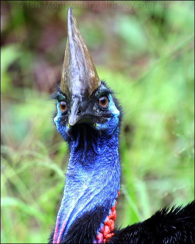 Southern Cassowary southern_cassowary_34454.psd