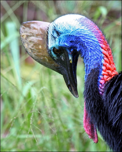 Southern Cassowary southern_cassowary_34458.psd