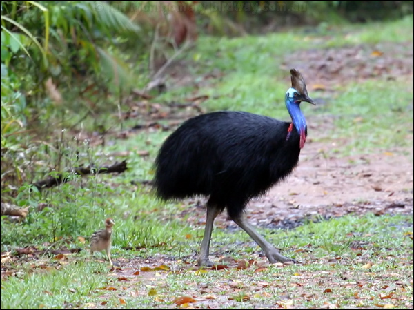 Southern Cassowary southern_cassowary_60797.psd