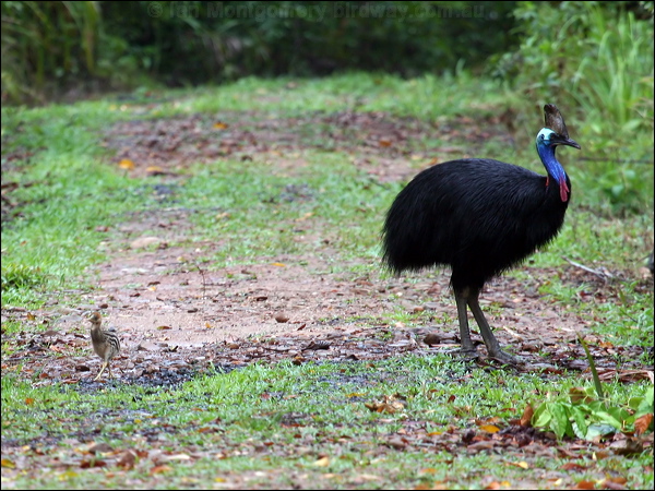 Southern Cassowary southern_cassowary_60823.psd