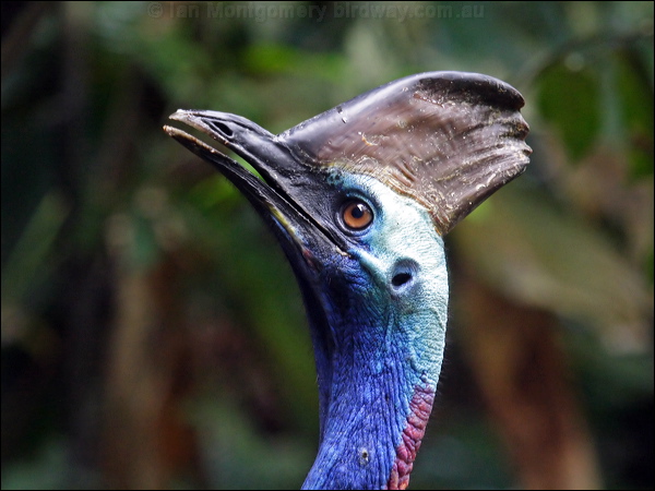 Southern Cassowary southern_cassowary_80350.psd