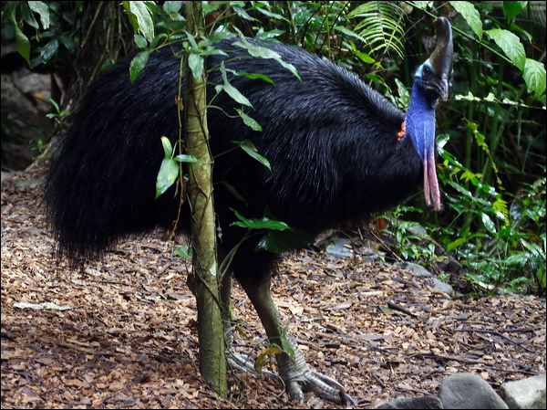 Southern Cassowary southern_cassowary_80391.psd
