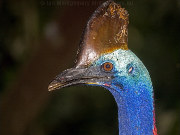 Southern Cassowary southern_cassowary_84997.psd