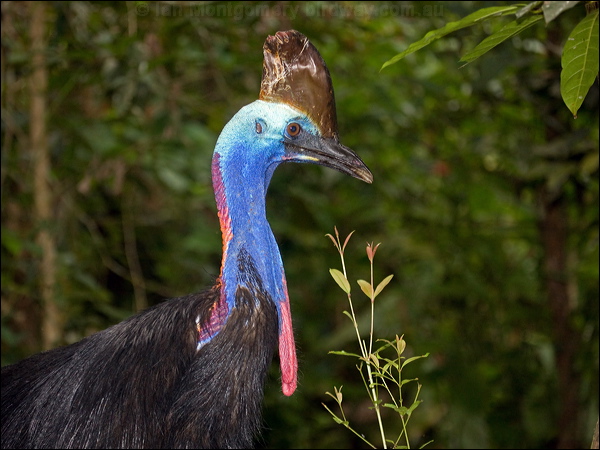 Southern Cassowary southern_cassowary_85003.psd