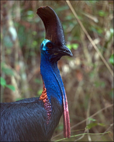 Southern Cassowary southern_cassowary_85121.psd