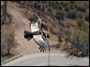 andean_condor_207207