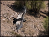 andean_condor_207220