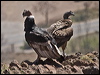 andean_condor_207230