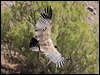 andean_condor_207321