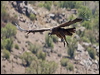 andean_condor_207331