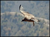 andean_condor_207335