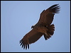 andean_condor_207355
