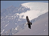 andean_condor_207426