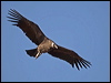 andean_condor_207450