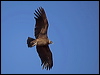 andean_condor_207452