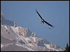andean_condor_207466