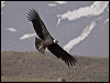 andean_condor_207481