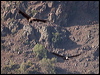 andean_condor_207491