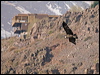 andean_condor_207496