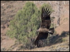 andean_condor_207499