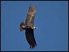 andean_condor_207523