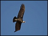 andean_condor_207524