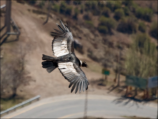 Andean Condor andean_condor_207207.psd