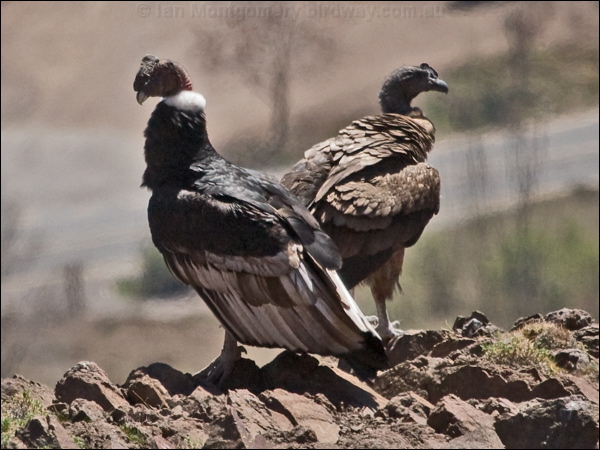 Andean Condor andean_condor_207230.psd