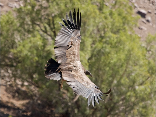 Andean Condor andean_condor_207321.psd