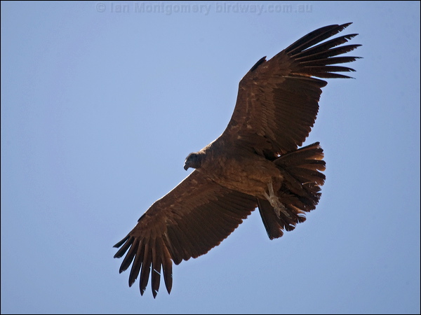 Andean Condor andean_condor_207355.psd