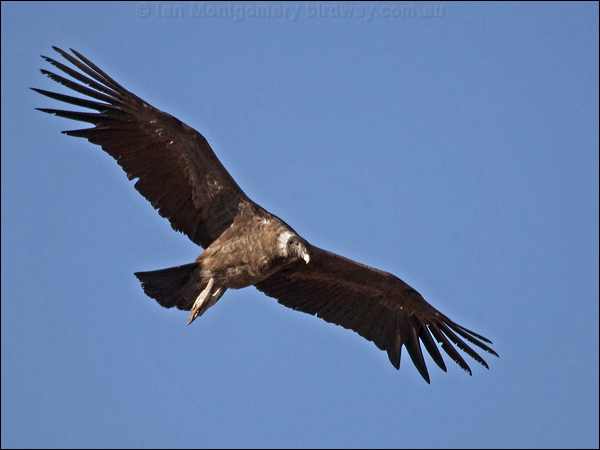 Andean Condor andean_condor_207450.psd