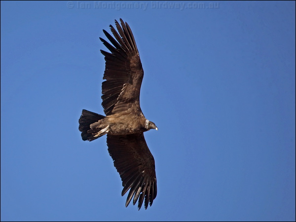 Andean Condor andean_condor_207452.psd