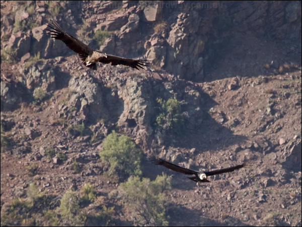 Andean Condor andean_condor_207491.psd