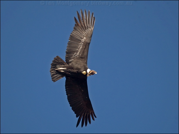 Andean Condor andean_condor_207523.psd