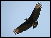 black_vulture_202327
