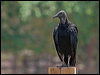 black_vulture_202380