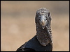 black_vulture_202394