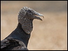 black_vulture_202395