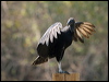 black_vulture_202516