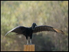 black_vulture_202518