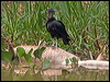 black_vulture_205561