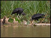 black_vulture_205578