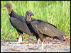 black_vulture_24235