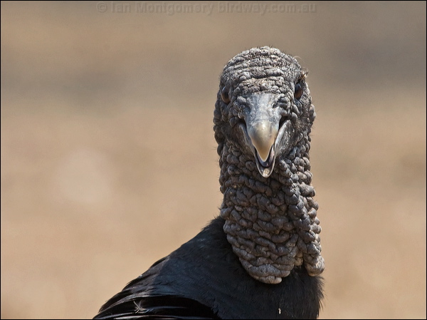 Black Vulture black_vulture_202394.psd